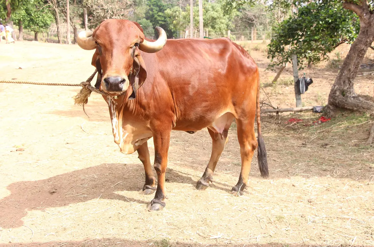 Dairy Farming