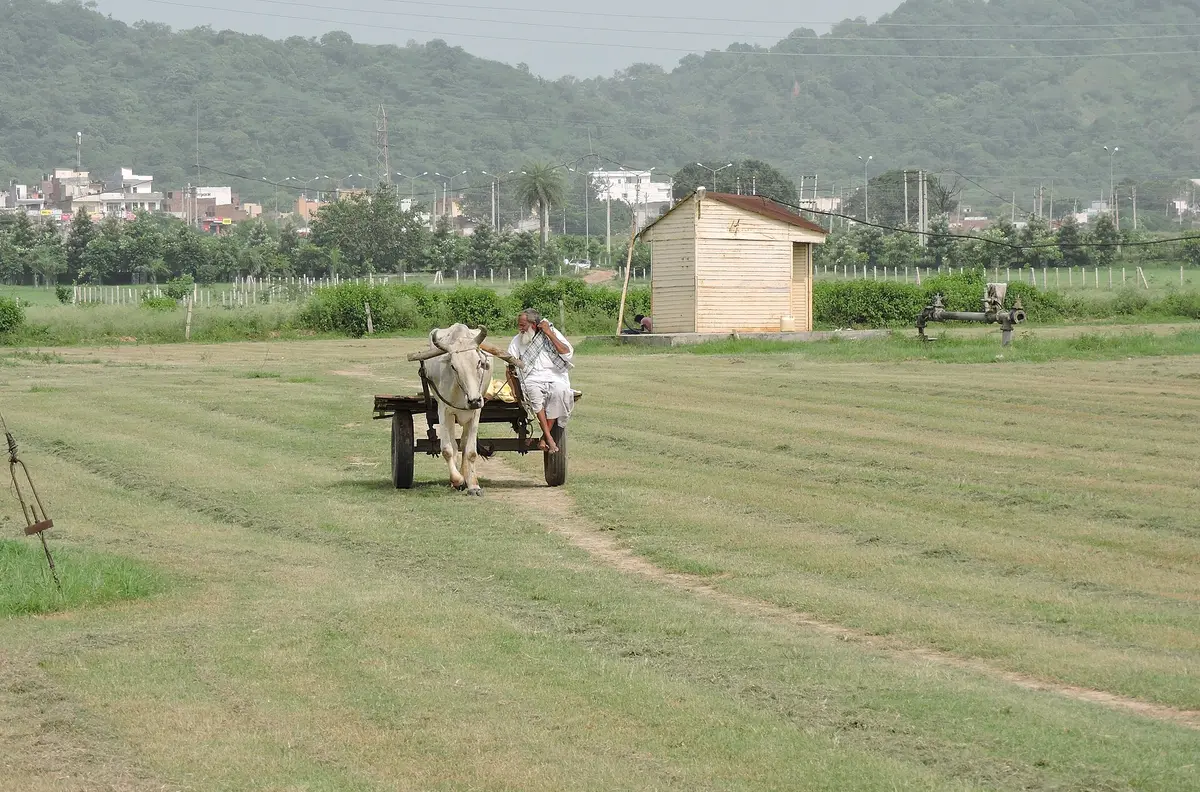 Bhoomi Organics farm